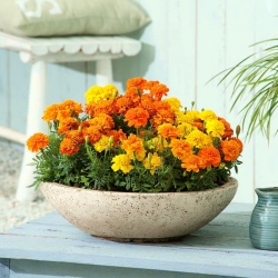 Home Garden - French marigold "Bonanza Series" - for indoor and balcony cultivation - 175 seeds