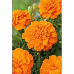 Studentenblume "Mandarin" - Orange - 158 Samen