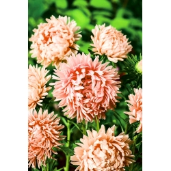 Pink-orange tall peony aster "Janine" - 250 seeds