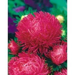 Needle-petal aster "Inga" - pink-red, tall variety - 450 seeds