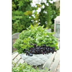 Domácí zahrada - Basil mix mix - pro vnitřní i balkonové pěstování; Velkou bazalkou, Saint-Joseph "s-wort - 325 semen." - Ocimum basilicum  - semena