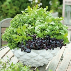 Domácí zahrada - Basil mix mix - pro vnitřní i balkonové pěstování; Velkou bazalkou, Saint-Joseph "s-wort - 325 semen." - Ocimum basilicum  - semena