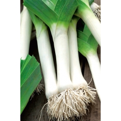 BIO - Leek - 유기농 인증 종자 - Allium porrum - 씨앗