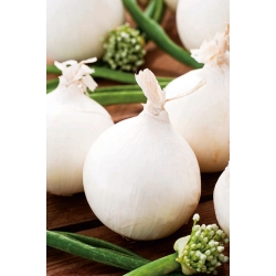 Onion "Agostana" - white, medium early variety - 1250 seeds