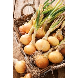 Κρεμμύδι "Cymes" - το καλύτερο κρεμμυδάκι - 1250 σπόρους - Allium cepa L. - σπόροι