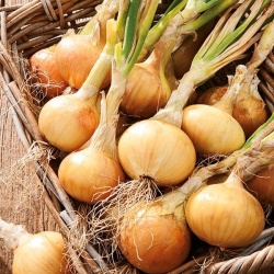 البصل "الصنج" - أفضل البصل الأخضر - 1250 بذور - Allium cepa L. - ابذرة