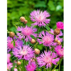 Persische Kornblume, Flockenblume Samen - Centaurea Dealbata - 60 Samen - 