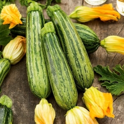 Zucchini Semințe Lajkonik - Cucurbita pepo - 24 semințe