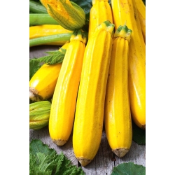 Zucchini "Orelia F1" - 16 seeds