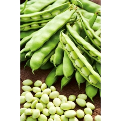 Bean "Kelapa Putih Awal" - biji putih, bulat - Phaseolus vulgaris L. - benih