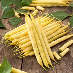 Green bean "Basta" - yellow variety