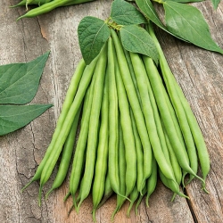 Kacang hijau "Syrenka" - Phaseolus vulgaris L. - benih