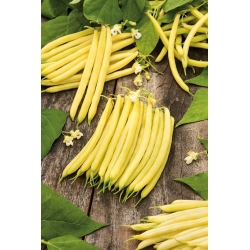 Kacang hijau kuning "Erla" - Phaseolus vulgaris L. - benih