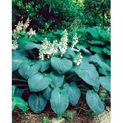 Hosta, planta Lily Elegans - bulb / tuber / rădăcină
