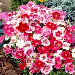 Dianthus chinensis - Hedwiga Baby Doll - 990 sementes - mix