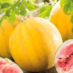 Goldene Wassermelonensamen - Citrullus lanatus - 9 Samen - 