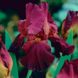 Saksankurjenmiekka - viininpunainen - Iris germanica