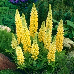 Lupinsläktet - gul - Yellow - Lupinus hybridus