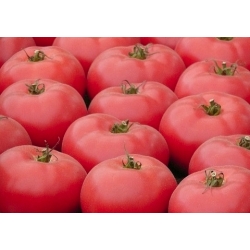 Tomat - Pink Oxheart  - behandlede frø -  Lycopersicon esculentum