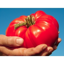 Tomate Coeur de Boeuf Rose - 50 graines - Lycopersicon esculentum Mill