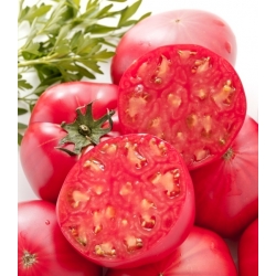 گوجه فرنگی "Pink Oxheart " - دانه های درمان شده -  Lycopersicon esculentum