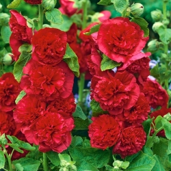 الأحمر hollyhock - 50 بذور - Althaea rosea - ابذرة