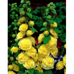 Hollyhock Chater's Double Yellow seeds - Althaea rosea fl. pl. - 50 seeds