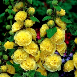 Hollyhock Chaterのダブルイエローシード -  Althaea rosea fl。 pl。 -  50種子 - Alcea - シーズ