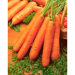 Carrot "Berlikumer 2" - COATED SEEDS