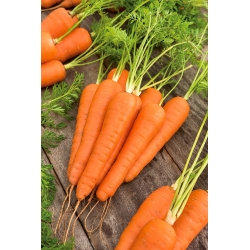 Carrot "Koral" - 50 g - 42500 seeds