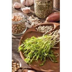 Microgreen - Pea "Boogie" - lá non với hương vị đặc biệt - Pisum sativum - hạt