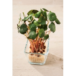 Microgreens - törpe naszturtium - egyedülálló ízű fiatal levelek - 160 mag -  - magok