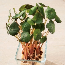 Microgreens - Dwarf nasturtium - unge blade med en unik smag - 160 frø - 