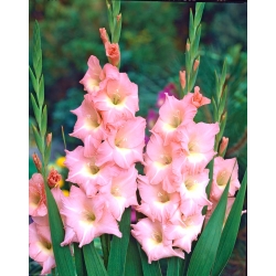 Гладиолус Росе Супреме - 5 сијалица - Gladiolus