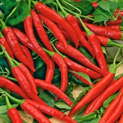 Hot pepper 'Cayenna'