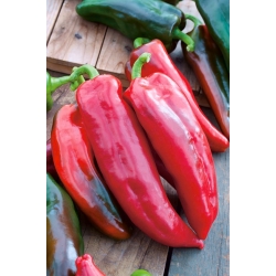 Pepper "Condo di Toro Rosso" - soi dulce - 42 seminte - Capsicum L. - semințe
