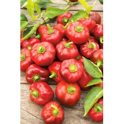 Sweet Pepper Semințe de topgirl - Capsicum annuum - 39 semințe - Capsicum L.