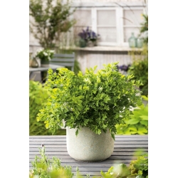 Mini zahrada - Listová petrželka s hladkými listy - pro balkónové a terasové kultury - Petroselinum crispum  - semena