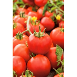 トマト「アンタレス」 - 非常に抵抗力のある品種、ステーキング不要 - Lycopersicon esculentum Mill. - シーズ