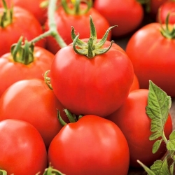 עגבנייה "אנטארס" - מגוון עמיד מאוד, לא צריך staking - Lycopersicon esculentum Mill. - זרעים