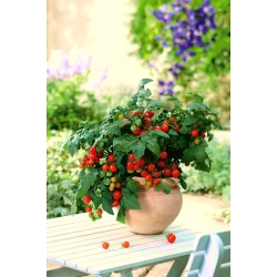 番茄“Balkoni红色F1” - 用于阳台种植 - Lycopersicon esculentum Mill. - 種子