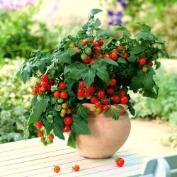 番茄“Balkoni红色F1” - 用于阳台种植 - Lycopersicon esculentum Mill. - 種子