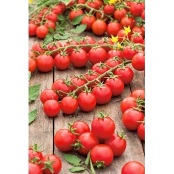 Cocktail-Tomate 'Cherrola' - für den Garten oder unter Schutzabdeckungen