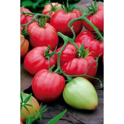 Tomate Coeur de Boeuf Rose - 50 graines - Lycopersicon esculentum Mill