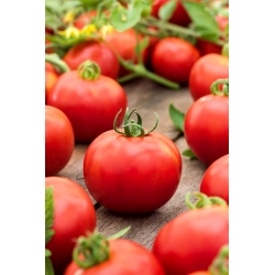 Tomate - Krakus - 320 graines -  Lycopersicon esculentum Mill.