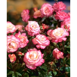 Arbusto rosa - blanco-rosa - plántulas en maceta - 