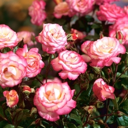 Arbusto rosa - blanco-rosa - plántulas en maceta - 