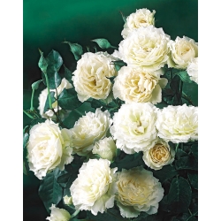 Садовая многоцветковая роза - белый - горшечная рассада - 