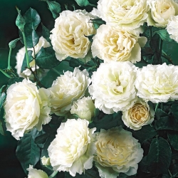 Садовая многоцветковая роза - белый - горшечная рассада - 