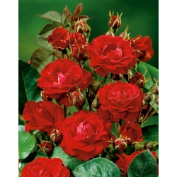 Садовая многоцветковая роза - красная - горшечная рассада - 